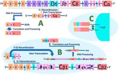 A Narrative Review of Molecular, Immunohistochemical and In-Situ Techniques in Dermatopathology